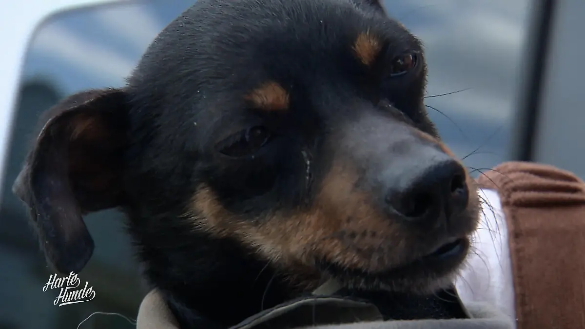 Hugo muss zum Gesundheitscheck Neues Leben für Hugo