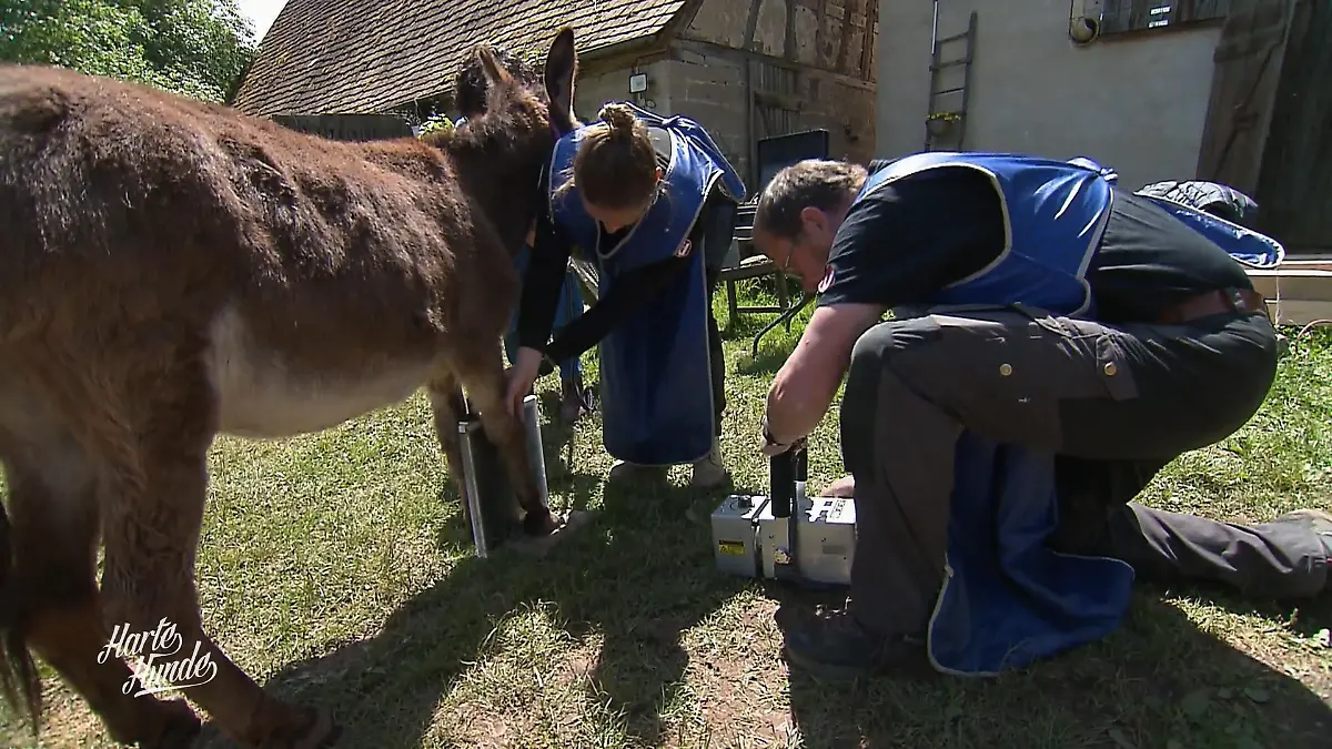 Was die Hufe verraten Röntgen-Schock bei den Eseln