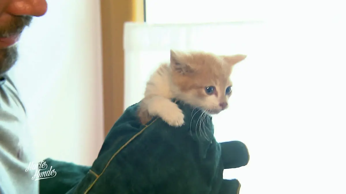 Medizinischer Check bei den Katzen Katzen im Flur-Notquartier