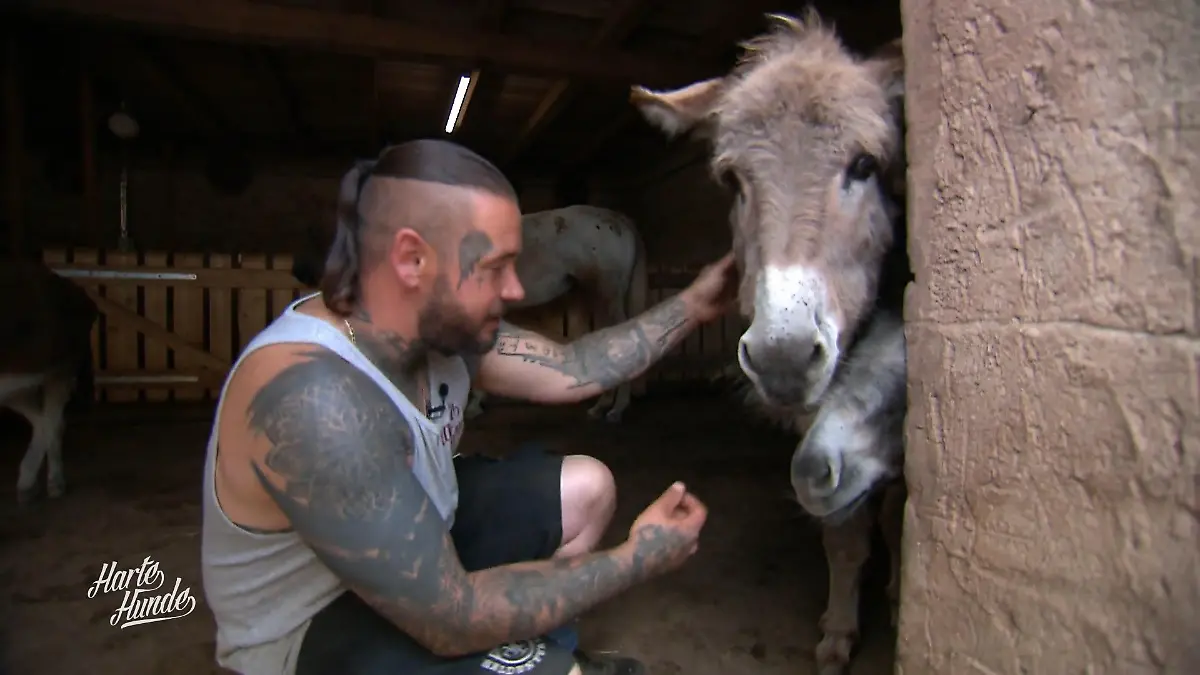 Felix und Steve machen den Eselführerschein Training für Team und Tier