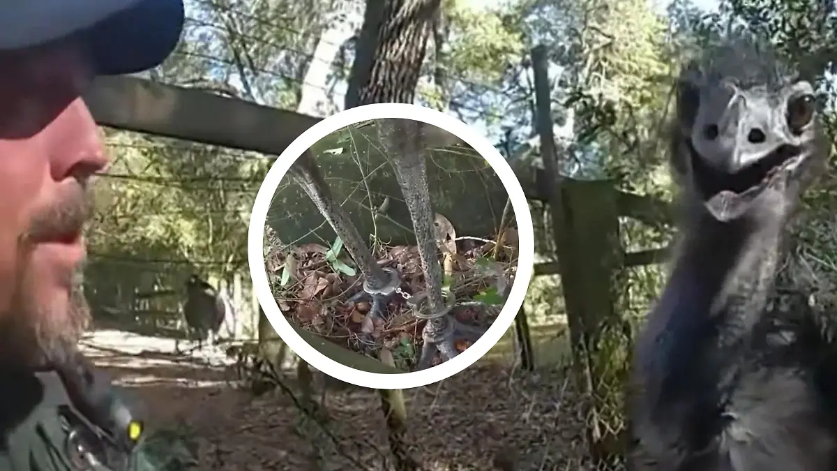 Vogelwilde Verfolgungsjagd! Polizist legt Emu Handschellen an Verhaftet wegen bissig