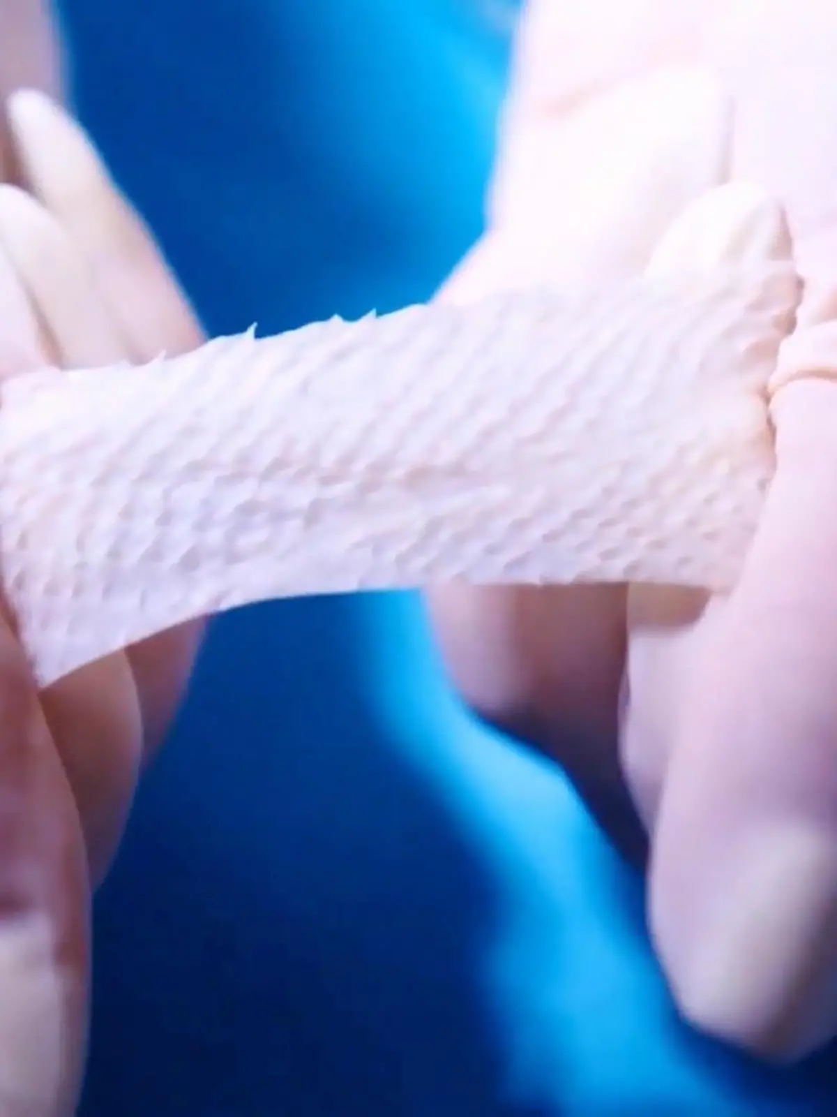 Bild zu: "Kann Fischhaut bald unsere Wunden heilen?"