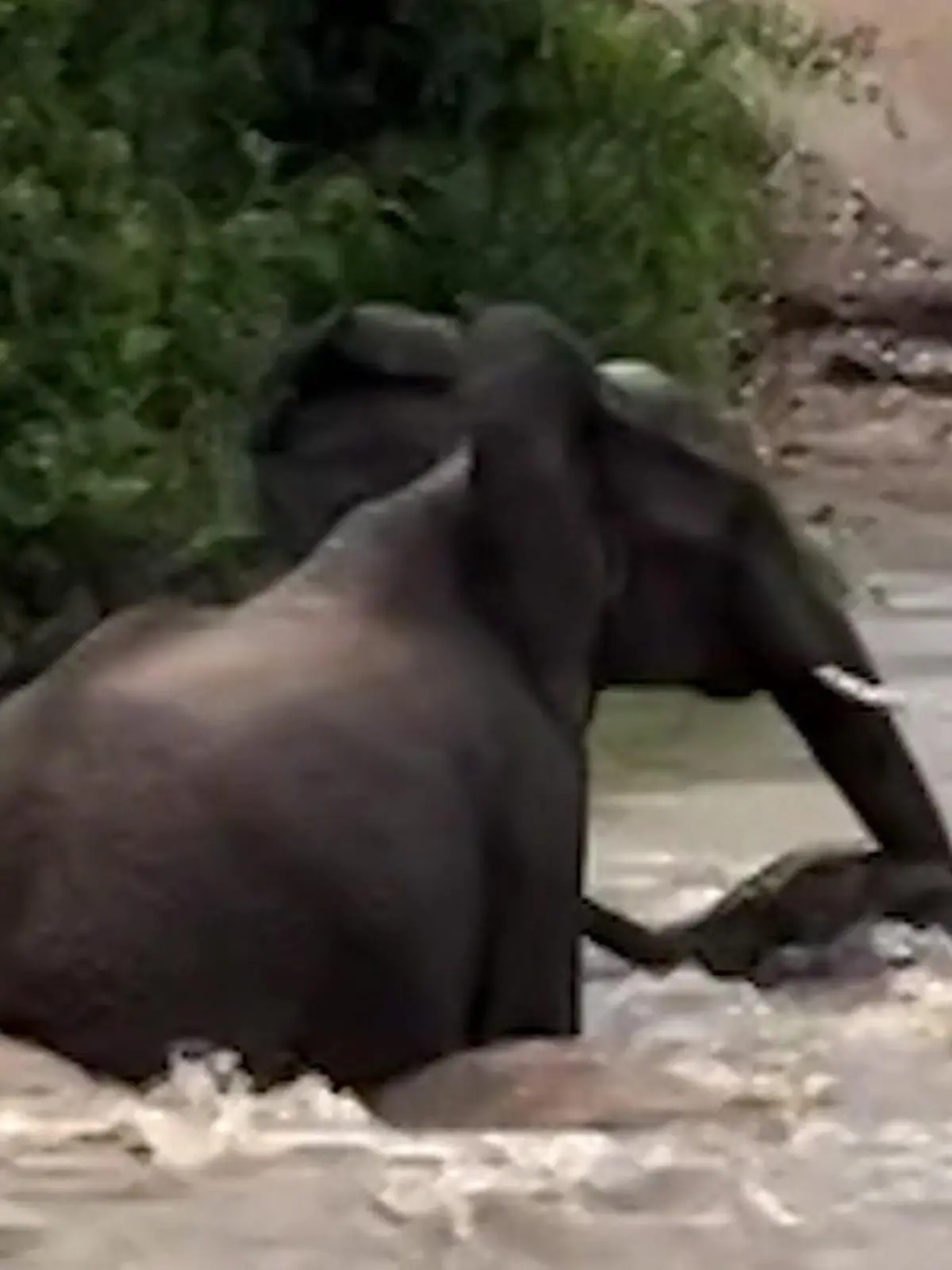 Bild zu: "Elefantenbaby von Sturzflut mitgerissen! Mutter kämpft in Wassermassen um sein Überleben"