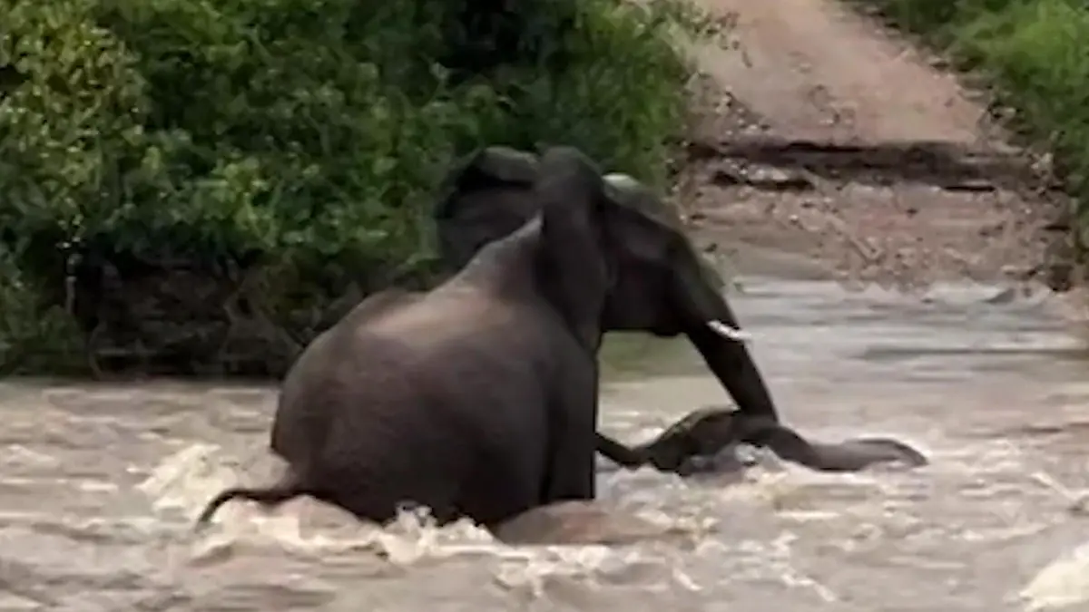 Elefantenbaby von Sturzflut mitgerissen! Mutter kämpft in Wassermassen um sein Überleben Dramatische Szenen in Nationalpark
