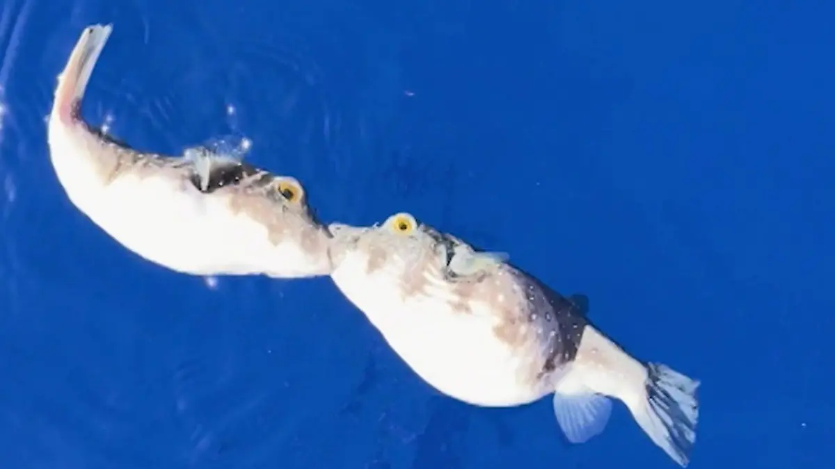 Hawaii-Kugelfische-knutschen-im-offenen-Meer