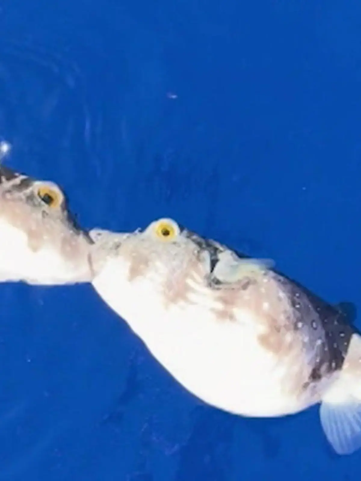 Bild zu: "Knutsch-Alarm im Ozean! Fummel-Fische können Lippen nicht voneinander lassen"