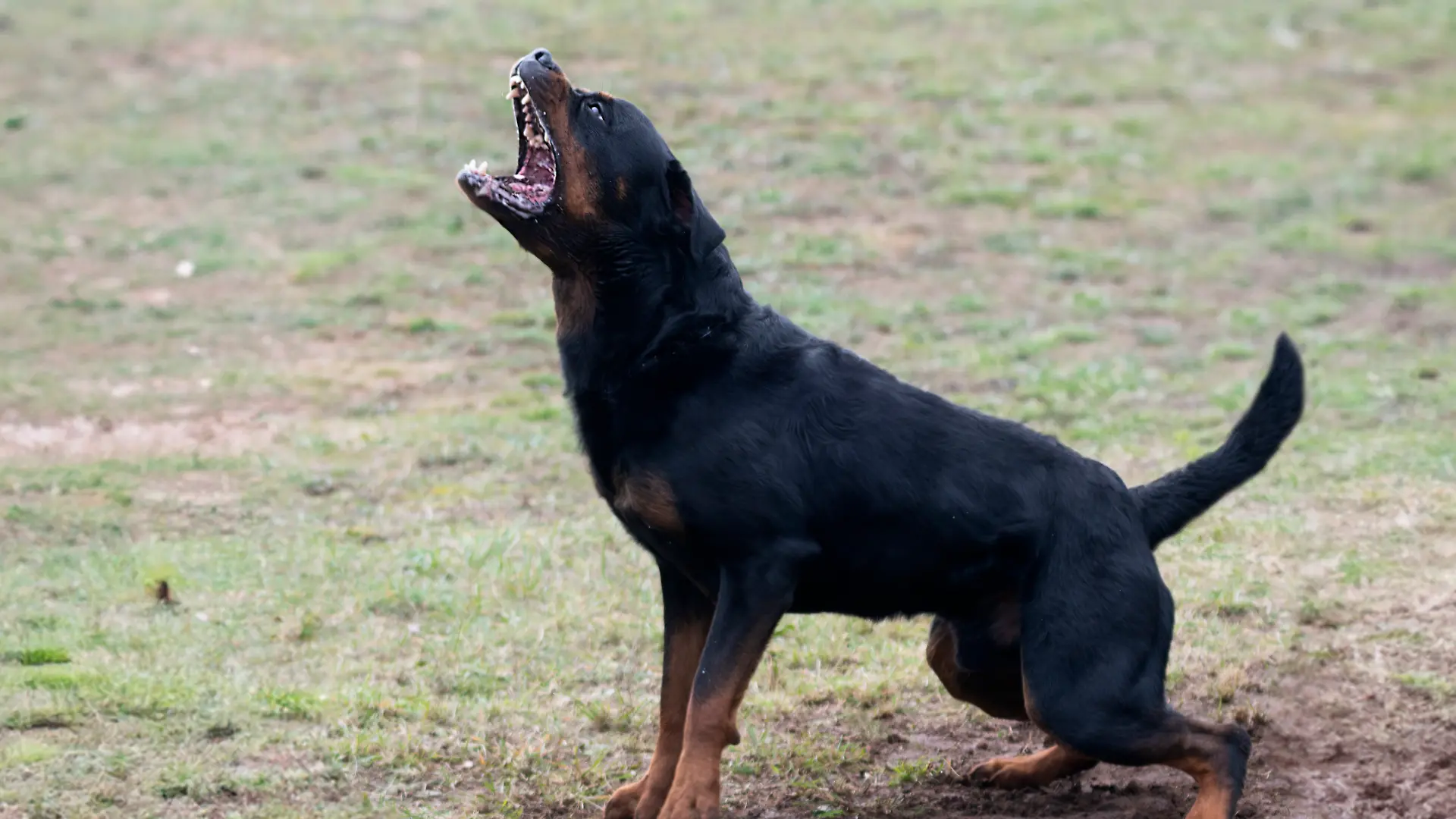 Rottweiler attackiert Kinderwagen in Immenstadt