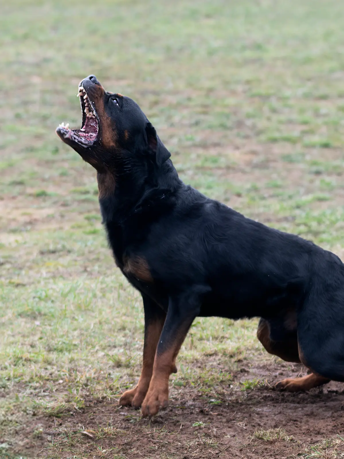 Rottweiler attackiert Kinderwagen in Immenstadt