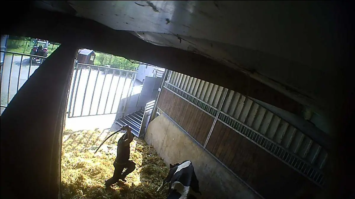Werne: Tiere schwer misshandelt