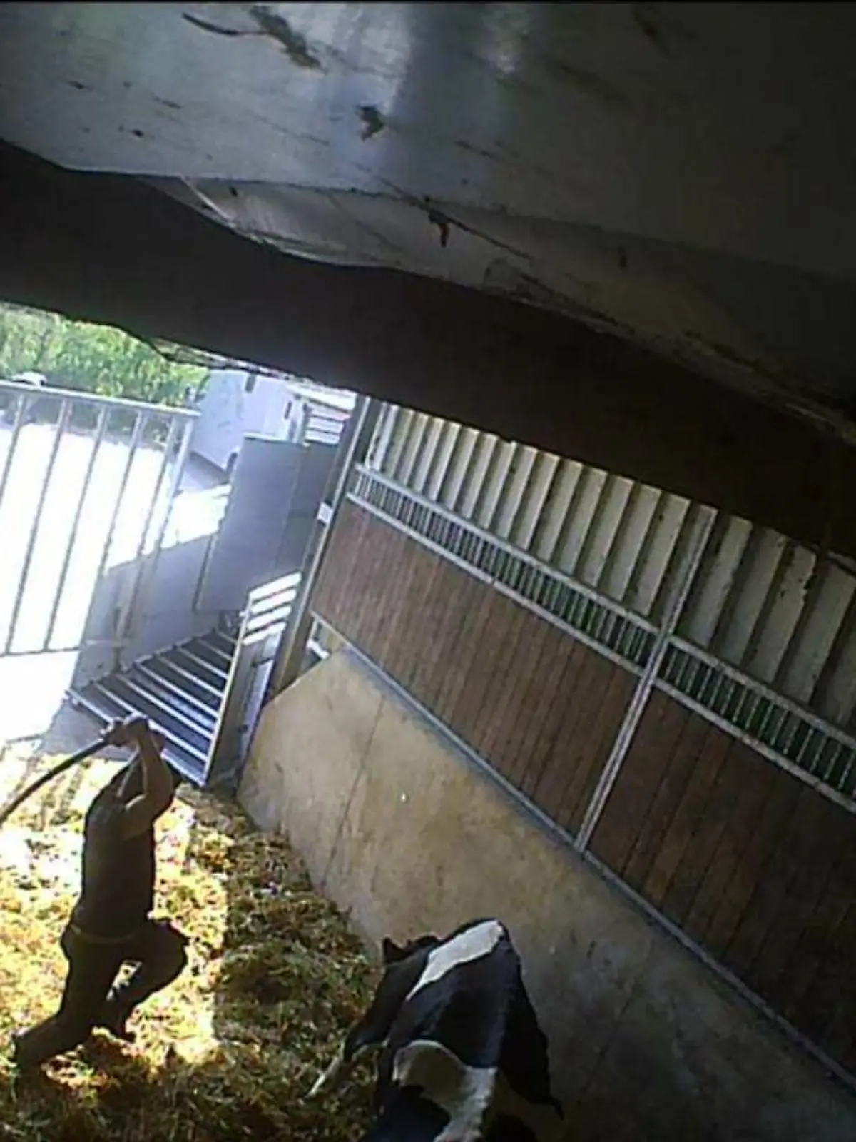 Werne: Tiere schwer misshandelt