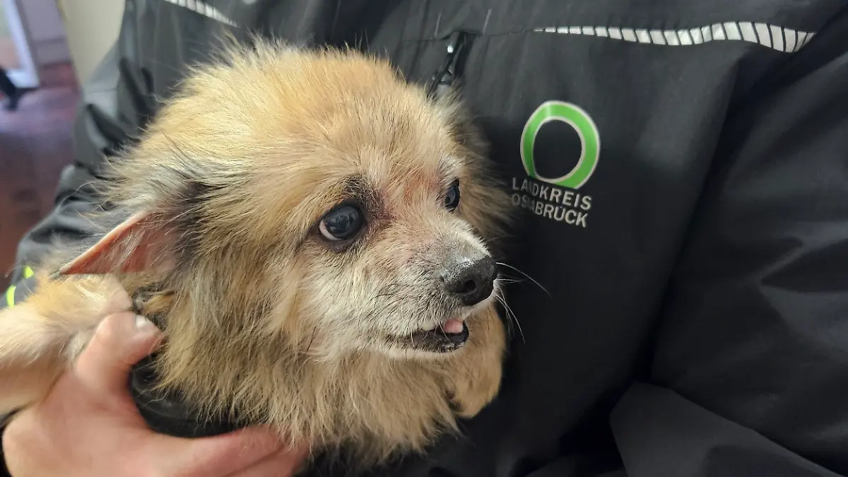 Aus der Wohnung in Bad Rothenfelde wurden 17 Hunde im Alter von zwei bis zwölf Jahren befreit. 