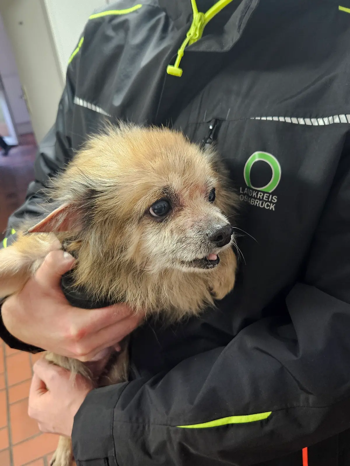 Aus der Wohnung in Bad Rothenfelde wurden 17 Hunde im Alter von zwei bis zwölf Jahren befreit. 