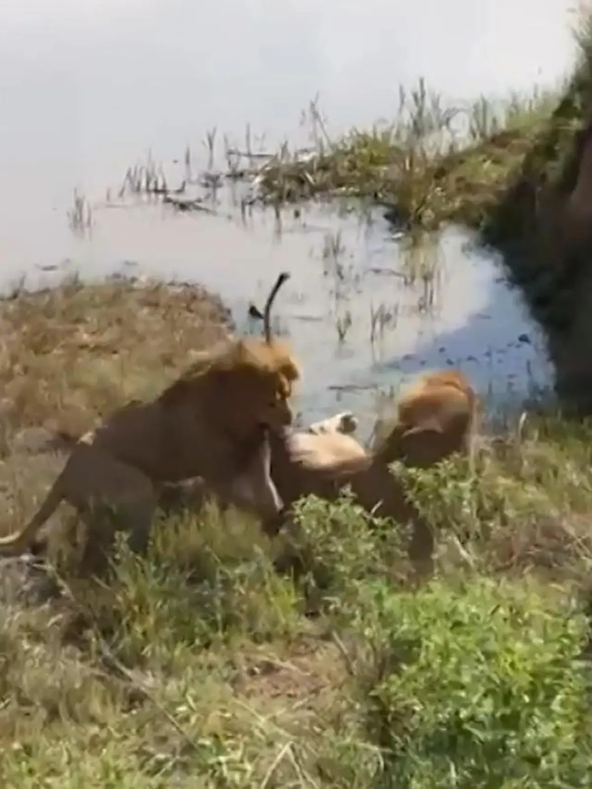 Bild zu: "Biss in den Schwanz! Brutaler Löwenkampf vor Safari-Touristen"