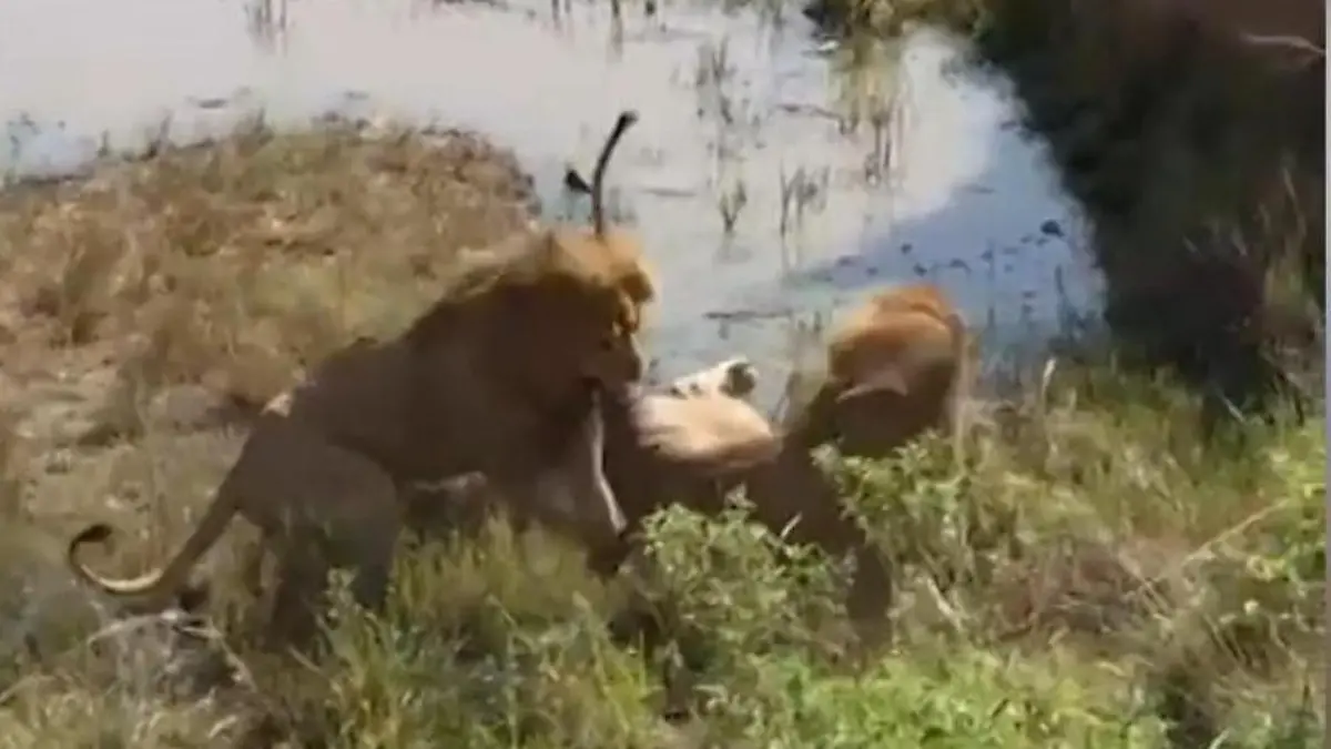 Biss in den Schwanz! Brutaler Löwenkampf vor Safari-Touristen Kräftemessen in der Savanne