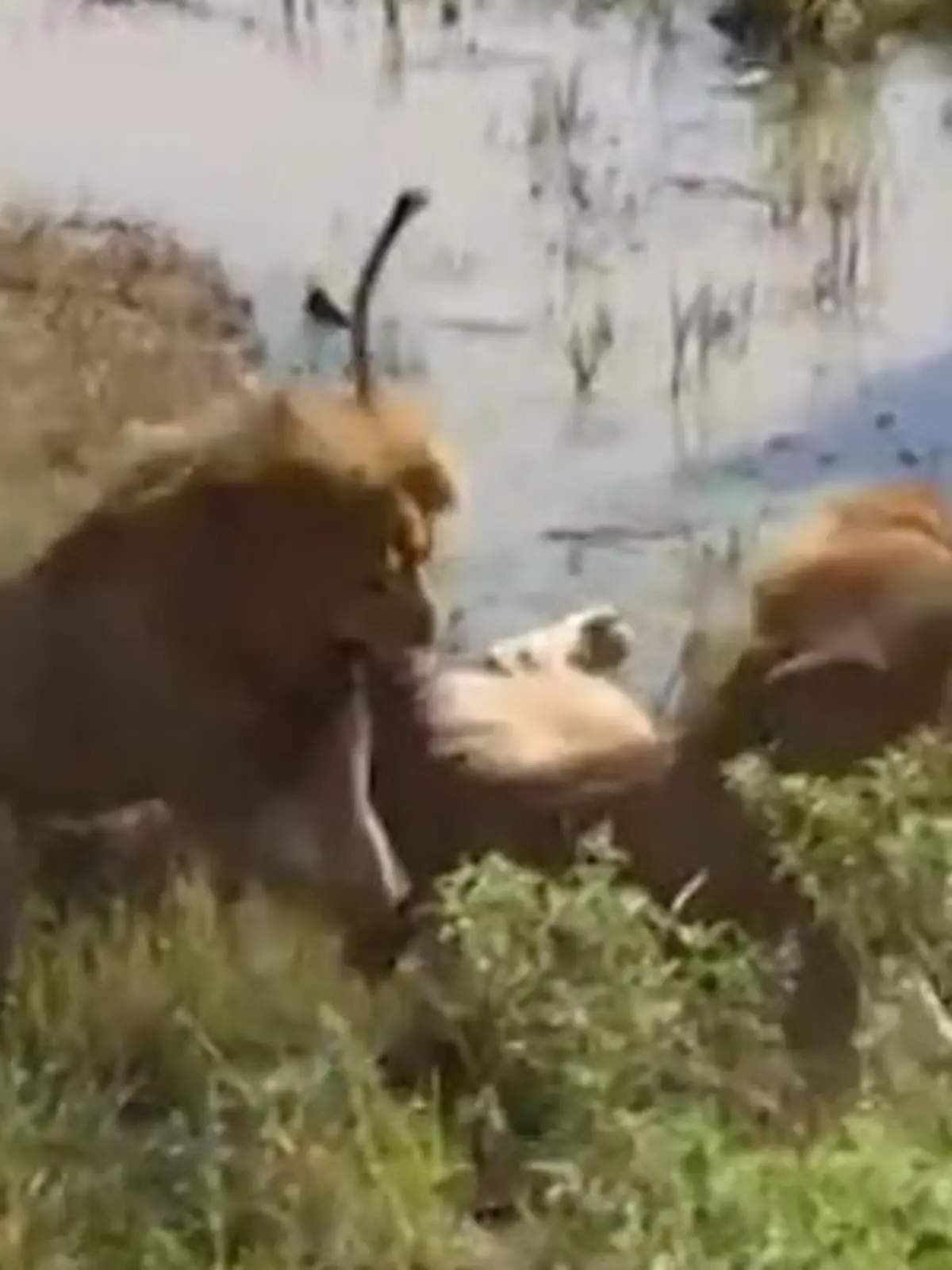 Bild zu: "Biss in den Schwanz! Brutaler Löwenkampf vor Safari-Touristen"