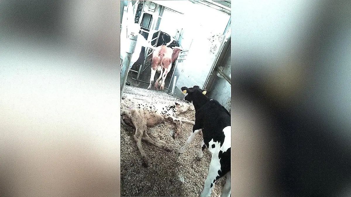 Eine Tierhaltung "Mecke" in NRW