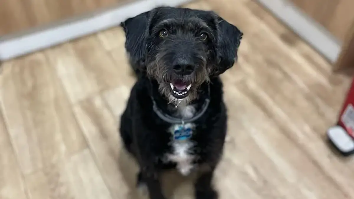 Nach dem Unglück verschwindet Hund Boro.