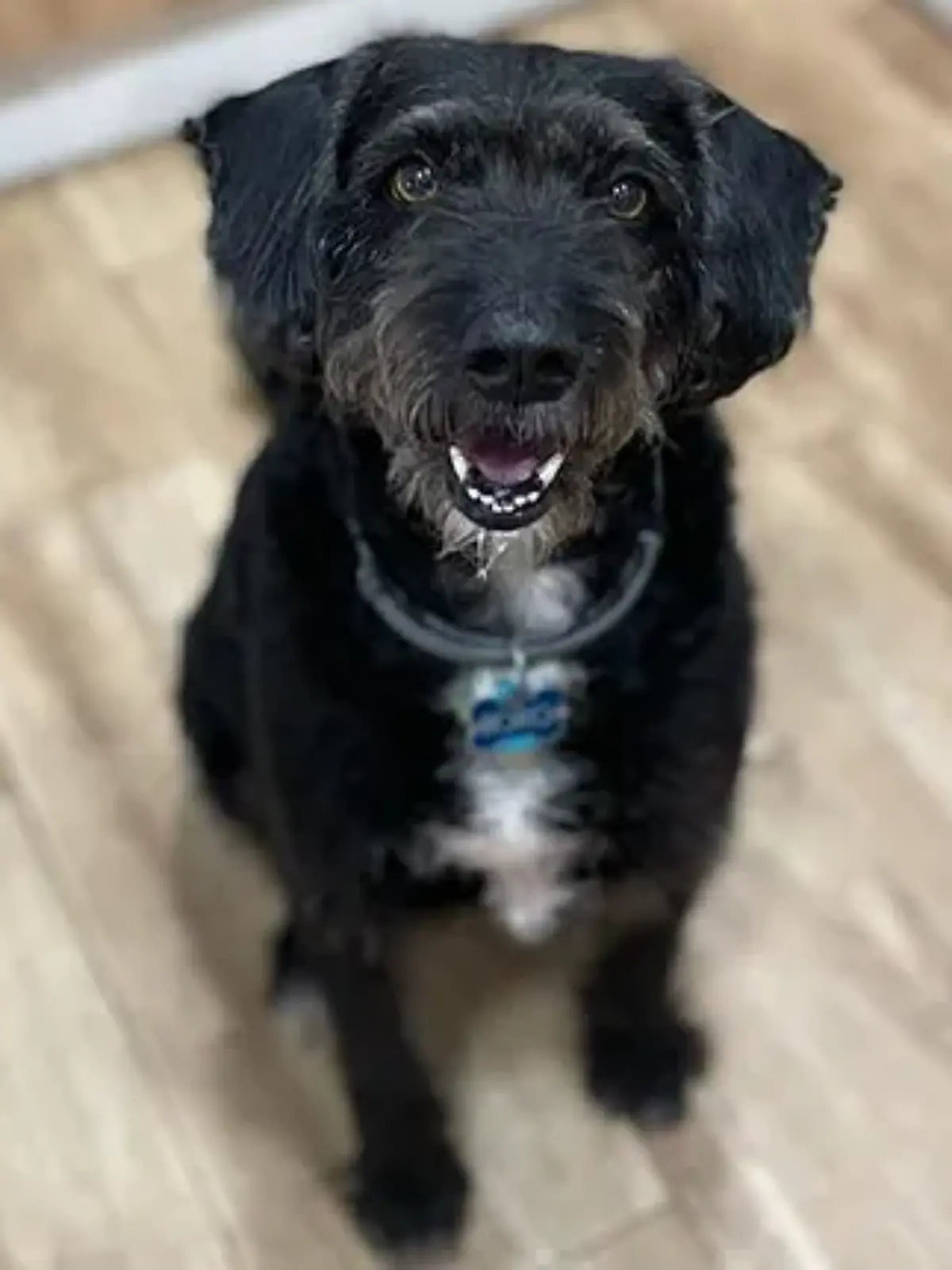 Bild zu: "Nach Zugkatastrophe in Spanien! Vermisster Hund Boro endlich gefunden"