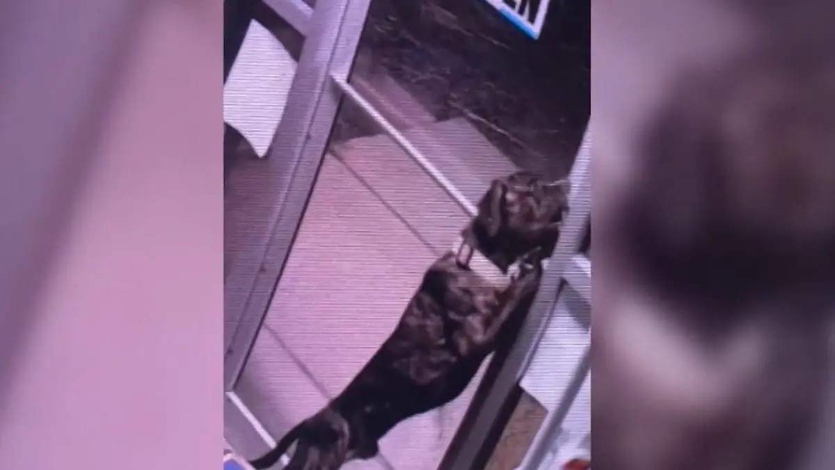 Süßer Ausreißer! So clever büxt Hund Dawson aus Tierheim aus Käfig und Tür können ihn nicht aufhalten