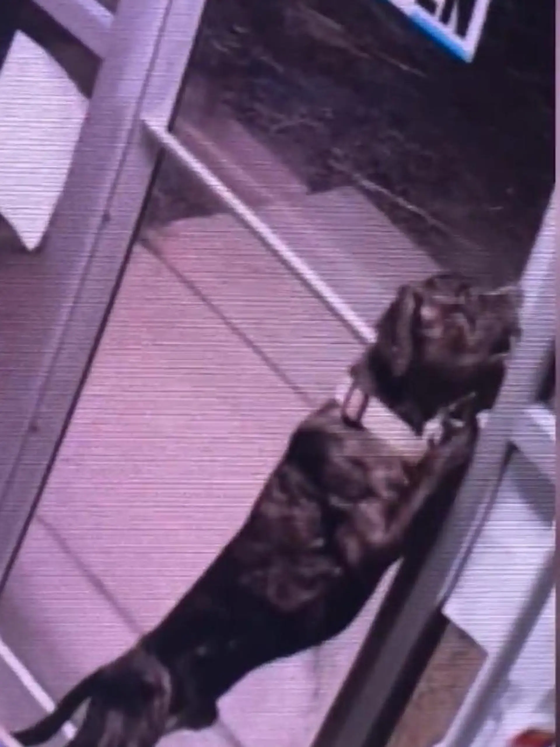 Bild zu: "Süßer Ausreißer! So clever büxt Hund Dawson aus Tierheim aus"