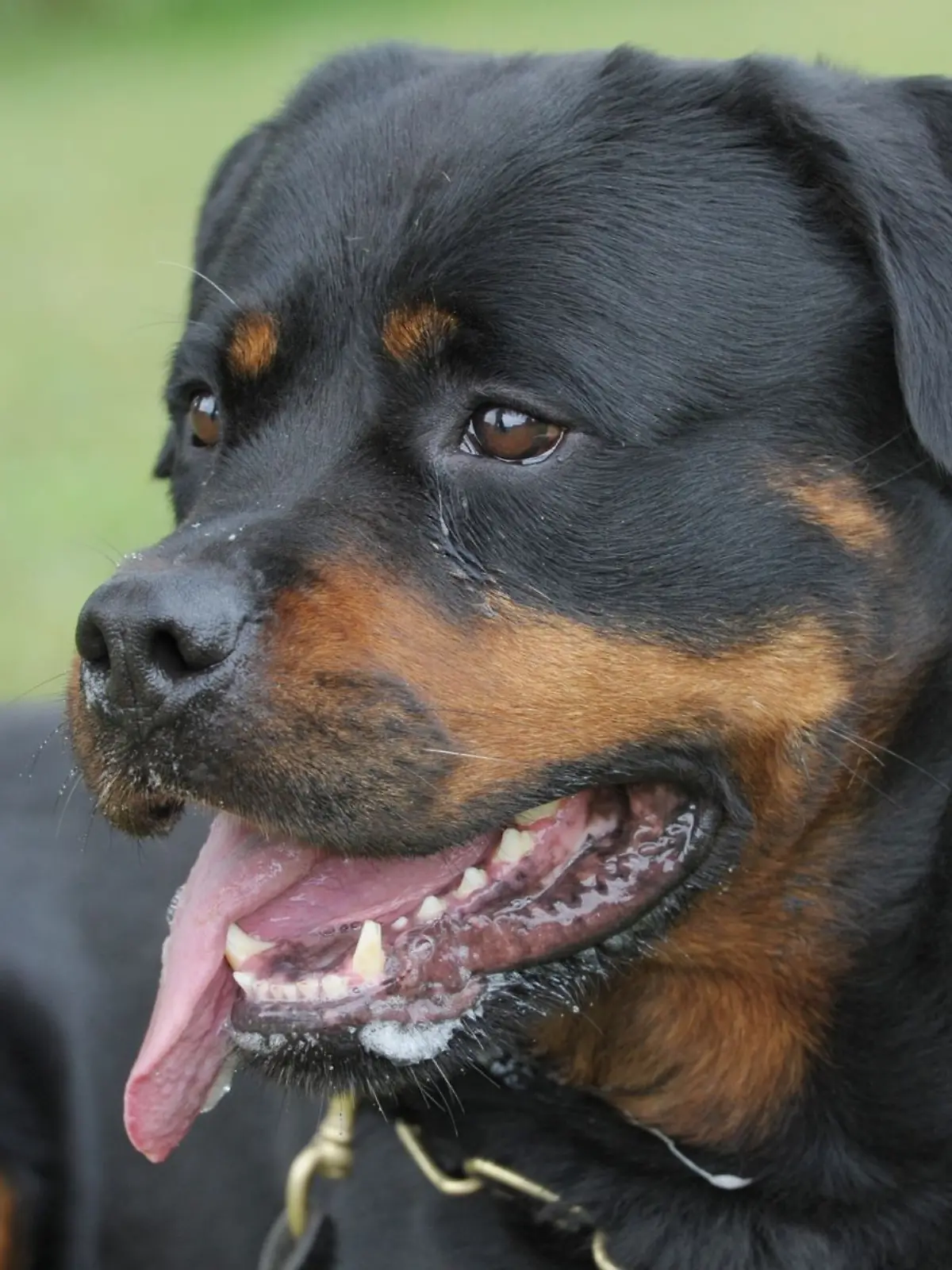 Bild zu: "Autofahrer rast Hund an roter Ampel tot – und haut ab"