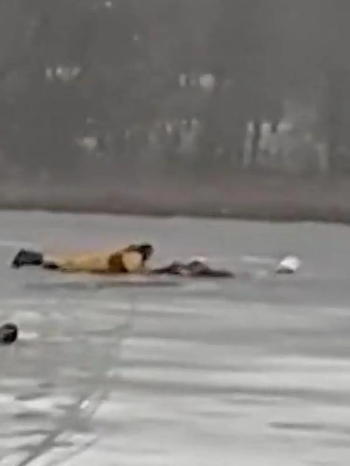 Bild zu: "Mann kämpft im Eiswasser ums Leben! Retter machtlos – dann rückt die Spezialeinheit an"