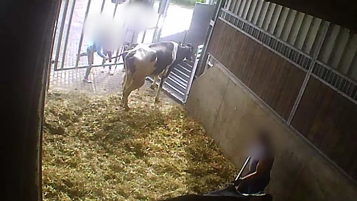 Video einer Tierschutz-Organisation zeigt schwere Tierquälerei.