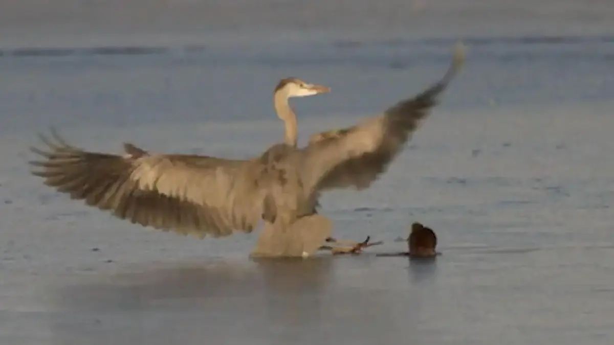 Reiher blamiert sich bis auf die Federn – weil Maus ihn aufs Glatteis führt! Schlitterpartie auf dem See