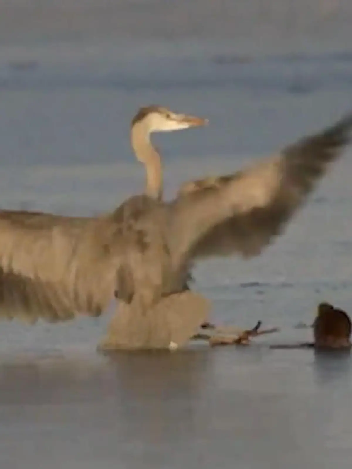 Bild zu: "Reiher blamiert sich bis auf die Federn – weil Maus ihn aufs Glatteis führt! "