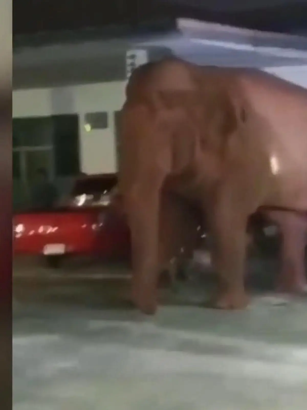 Bild zu: "Letzte Ruhe gestört! Wilder Elefant stürmt Beerdigung"