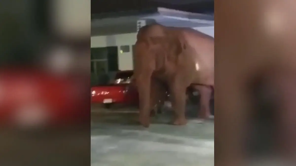 Letzte Ruhe gestört! Wilder Elefant stürmt Beerdigung Während Angehörige trauern