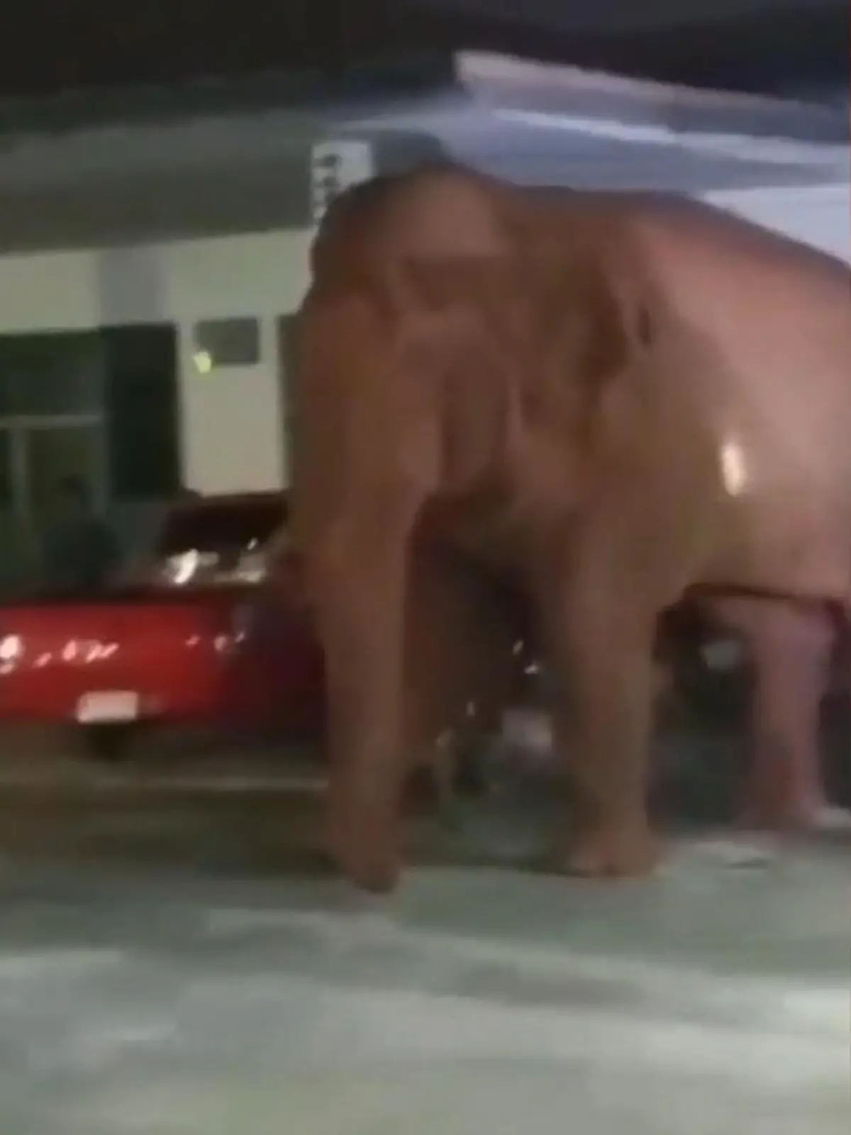 Bild zu: "Letzte Ruhe gestört! Wilder Elefant stürmt Beerdigung"