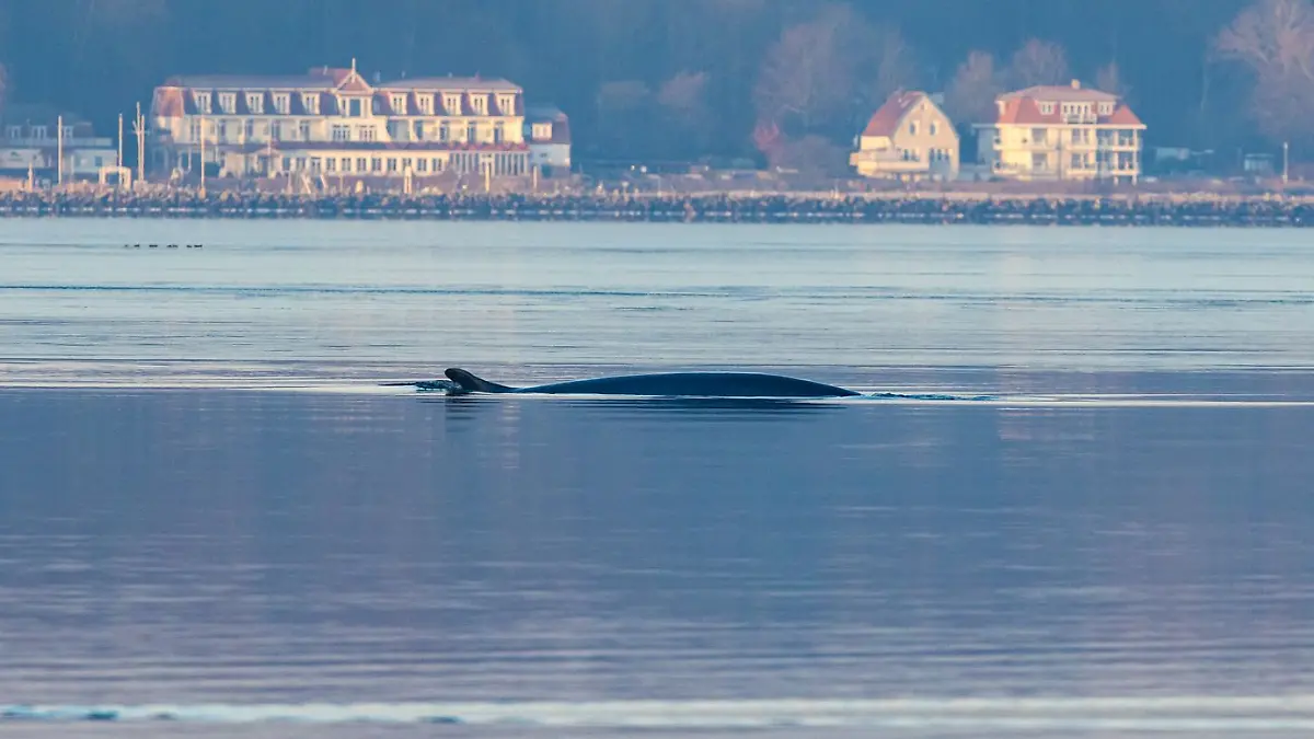 Finnwal-begeistert-Menschen-an-der-Ostsee-Wundersch-n-einfach-traumhaft-