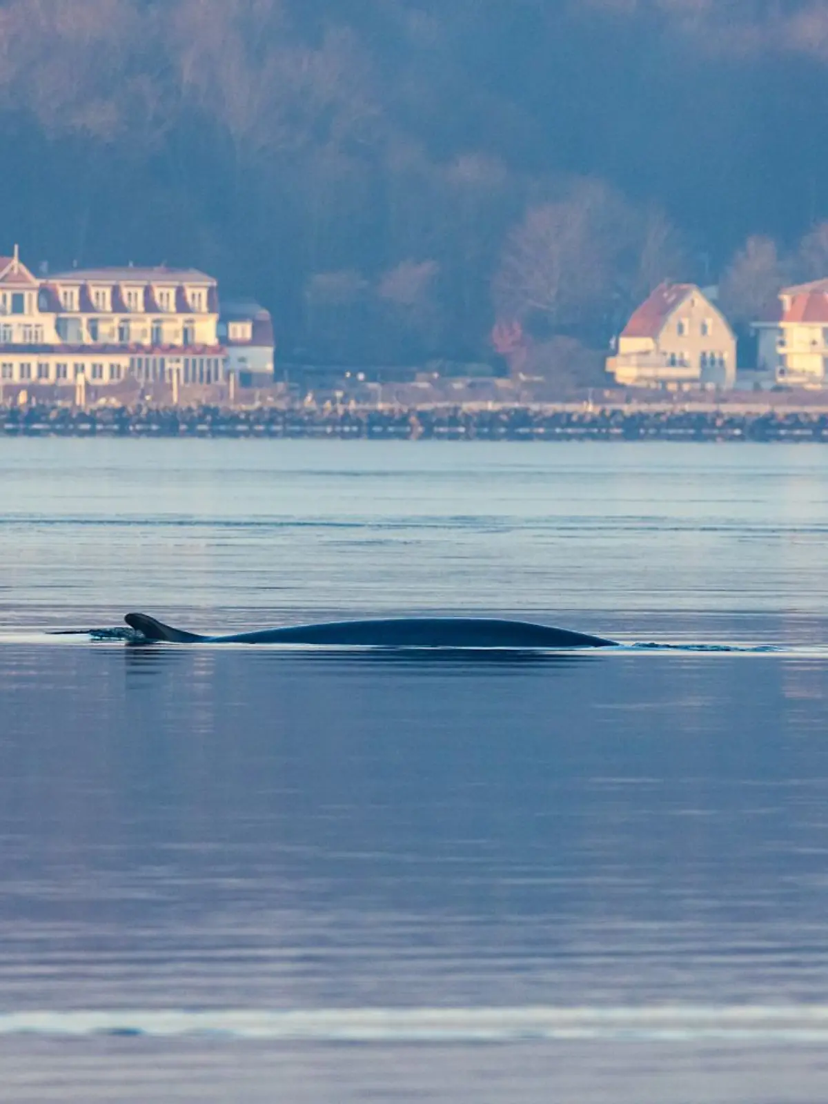 Bild zu: "Finnwal in der Flensburger Förde gesichtet"