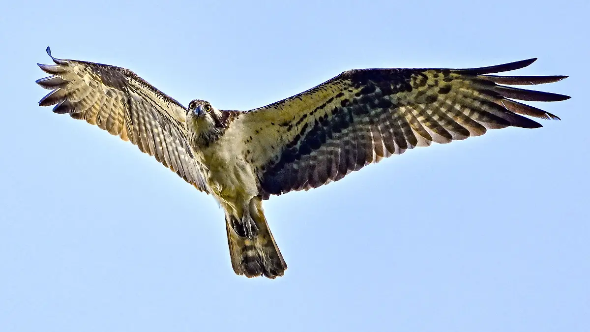 Fischadler sind auch in Baden-Württemberg wieder zu sehen. (Archivbild)