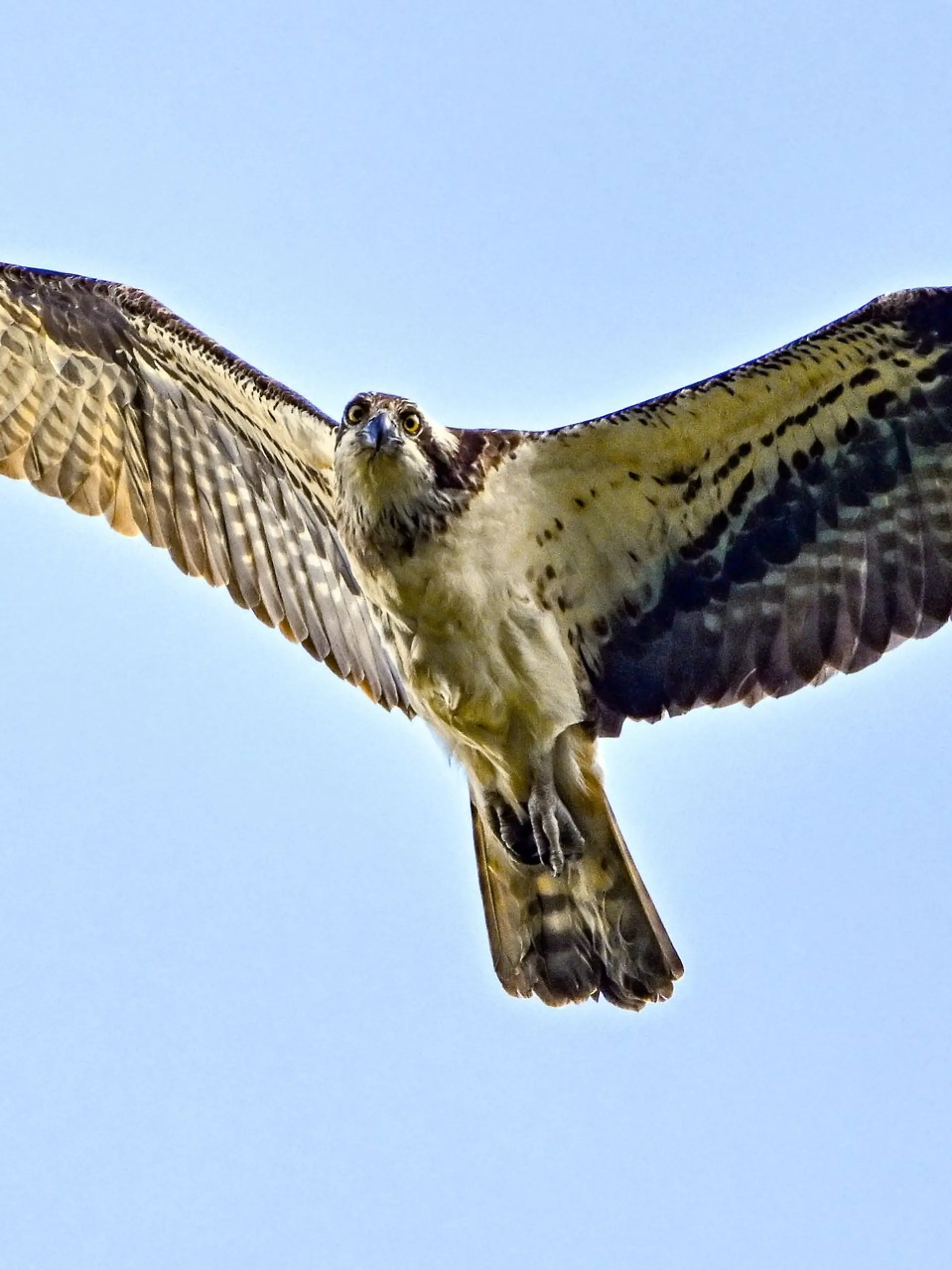Bild zu: "Adler lässt Fisch fallen - Feld brennt!"