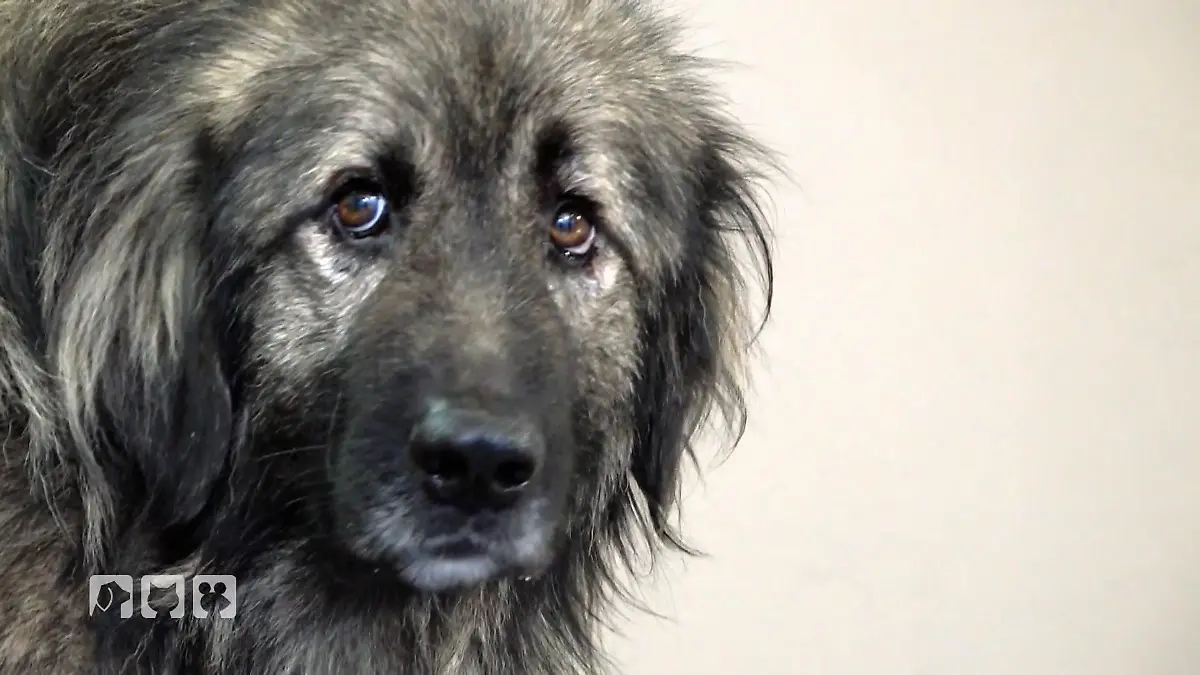 Gino braucht ein Makeover Hunde Makeover