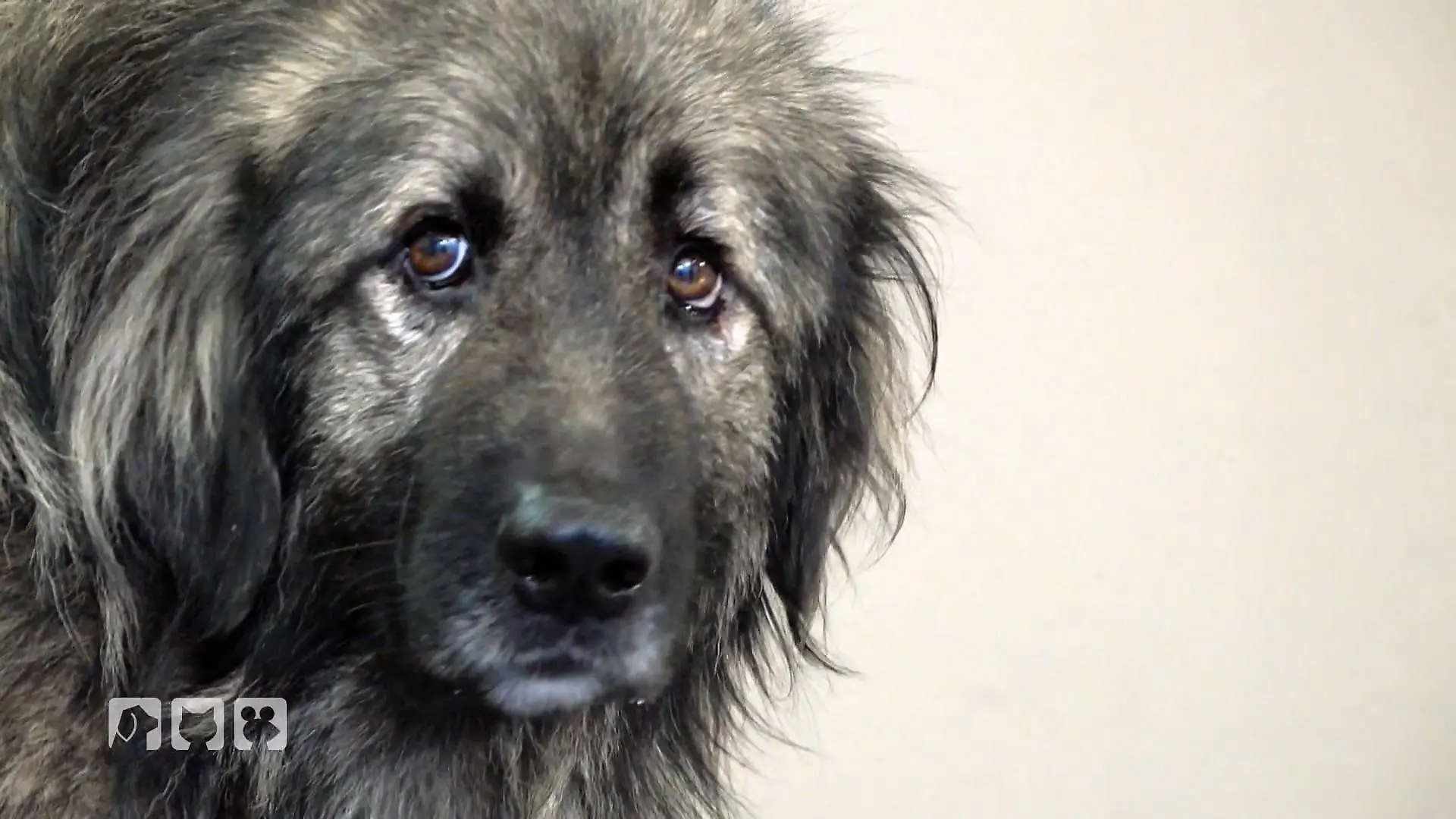 Gino braucht ein Makeover Hunde Makeover