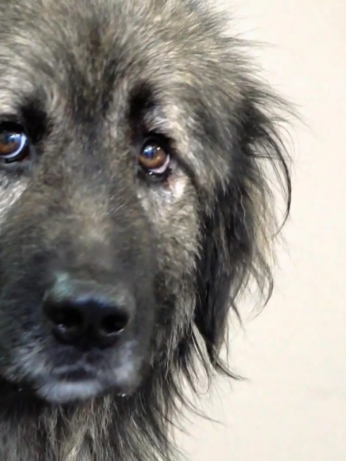 Bild zu: "Gino braucht ein Makeover"