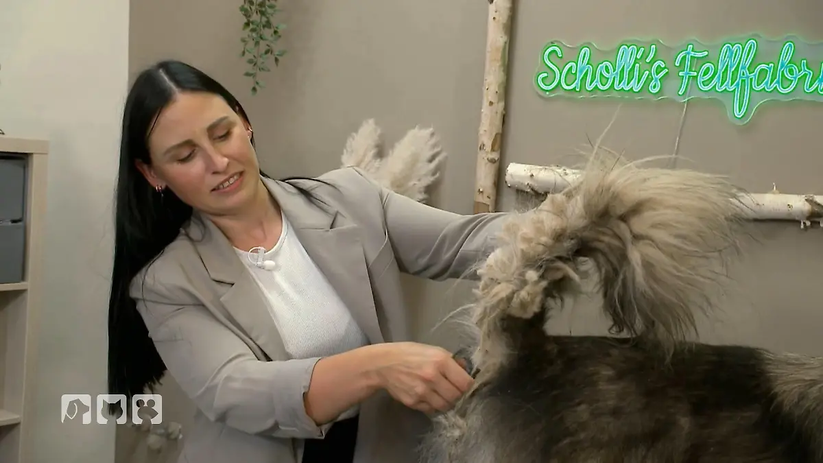 Ist da noch was zu retten? Filz-Alarm im Salon