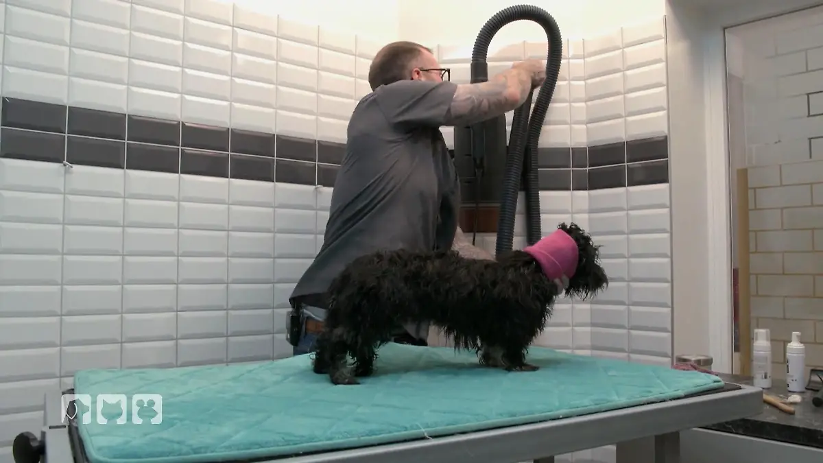 Hochglanz für Havaneser Alec Wellnessbehandlung