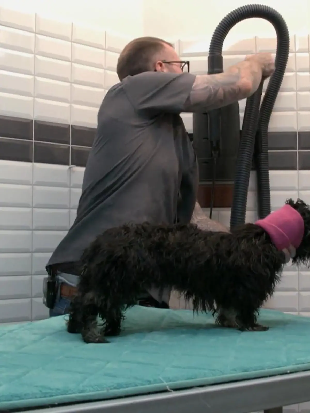 Bild zu: "Hochglanz für Havaneser Alec"