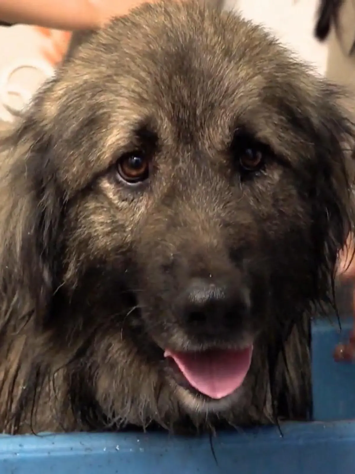 Bild zu: "Gino muss in die Wanne"