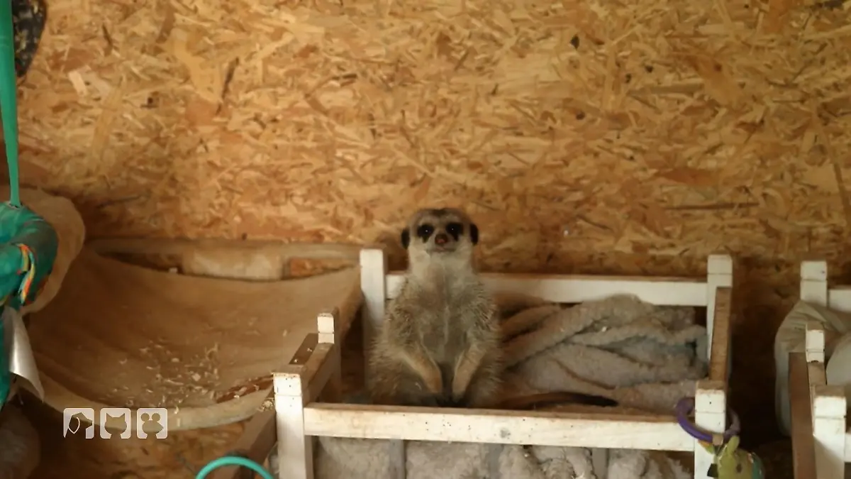 Bea baut ihren Erdmännchen ein neues Gehege Upgrade für die Erdmännchen