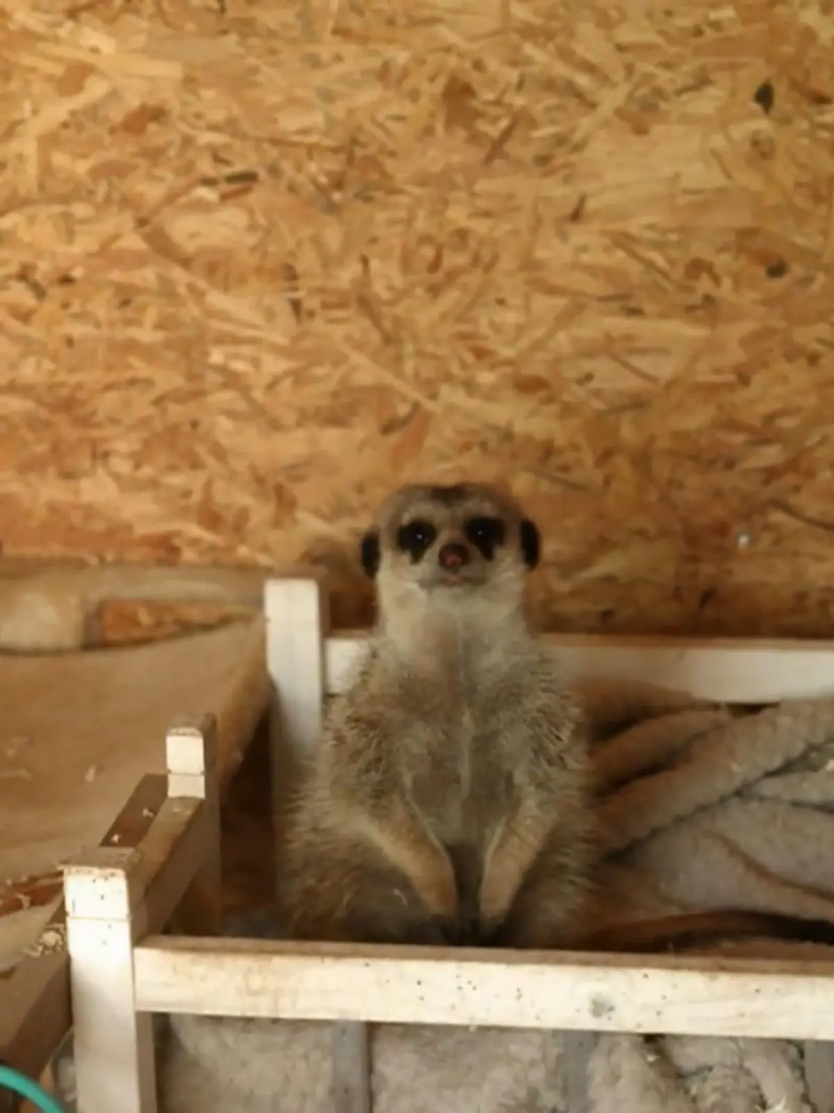 Bild zu: "Bea baut ihren Erdmännchen ein neues Gehege"