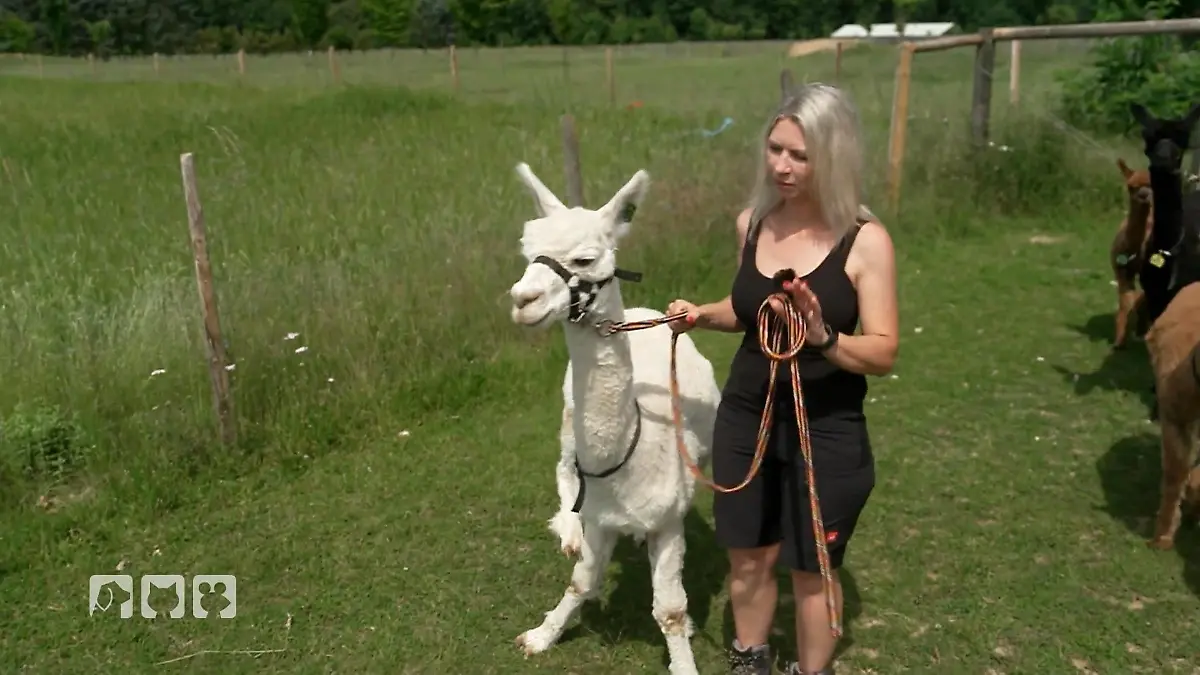 Wer führt hier wen? Alpaka Wanderung