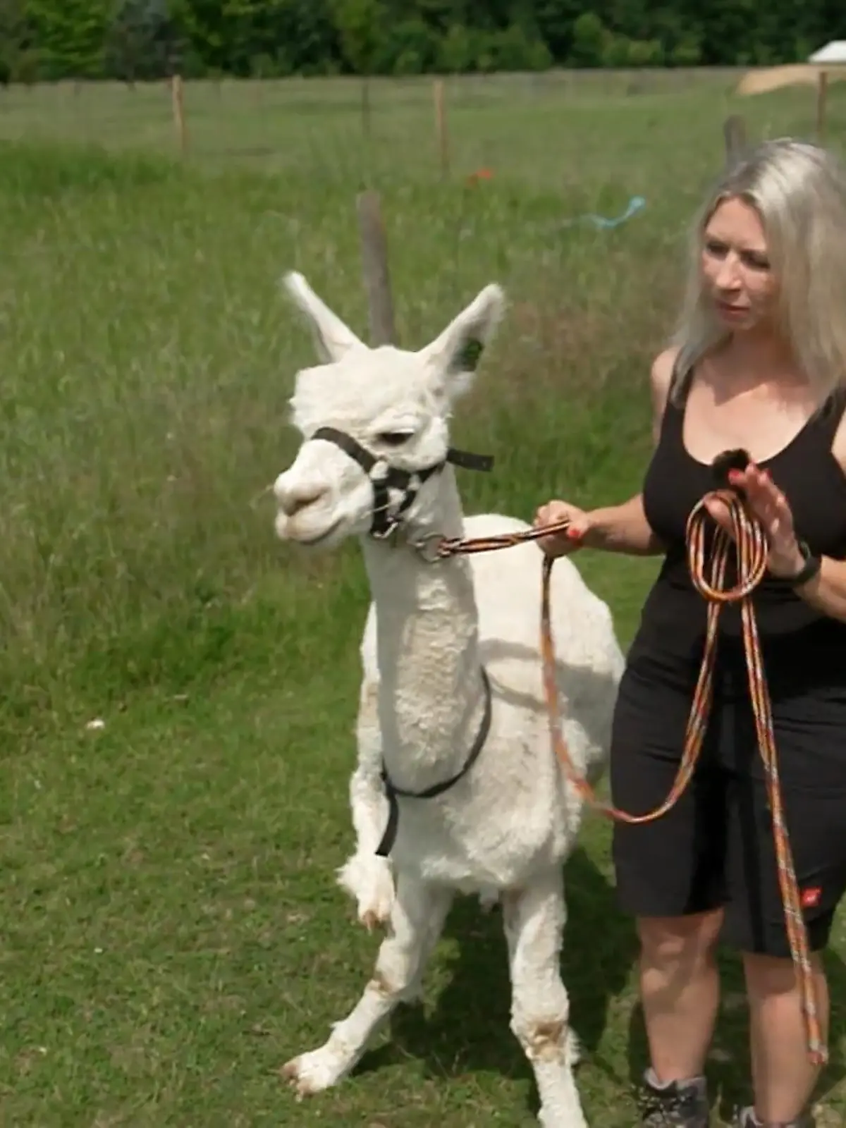 Bild zu: "Wer führt hier wen?"