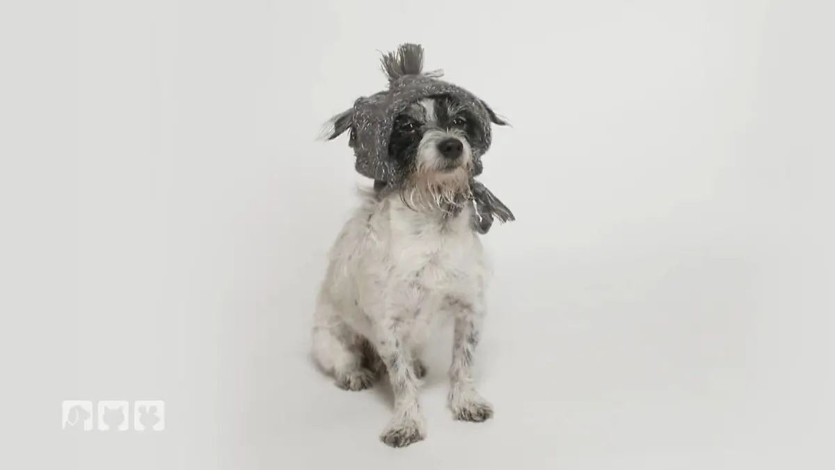 Kate testet den Outfit-Hype Mode für Hunde?