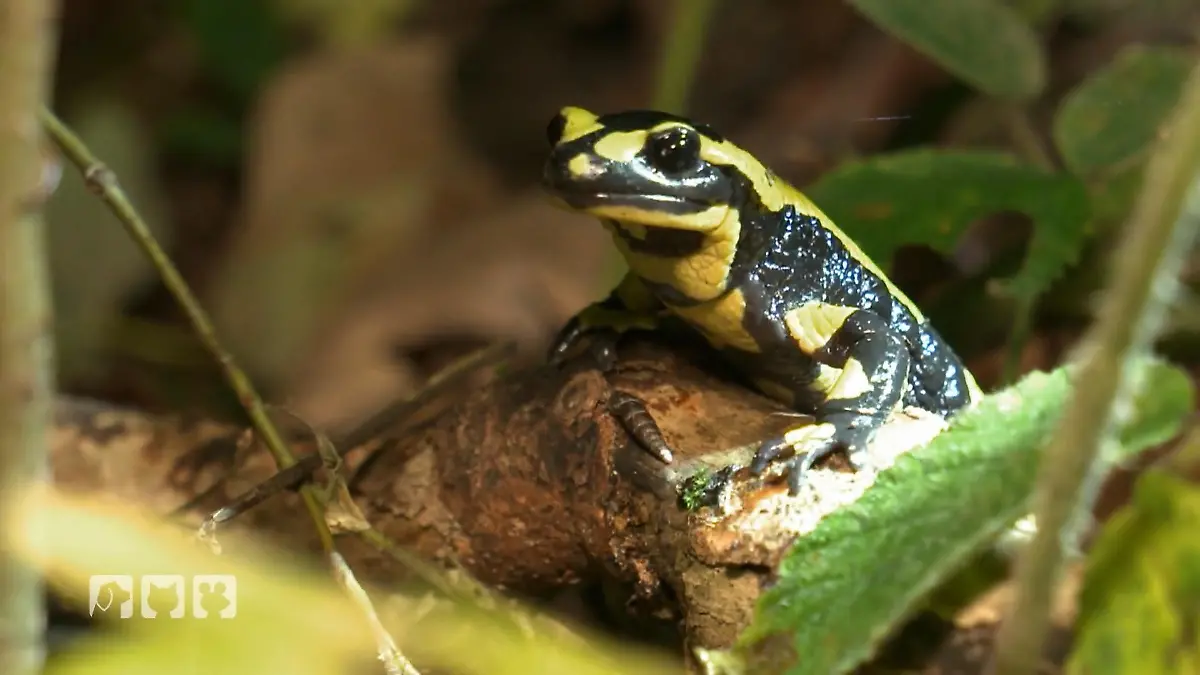 Kate zeigt, wie außergewöhnlich Feuersalamander sind Auf Spurensuche bei Nacht