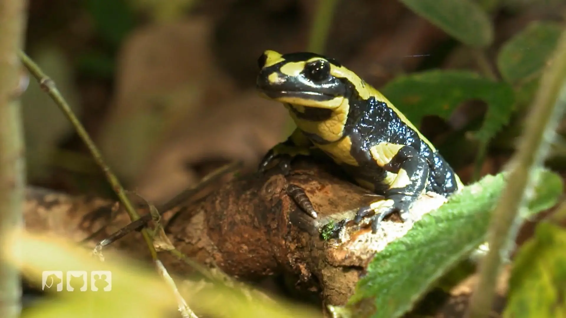 Kate zeigt, wie außergewöhnlich Feuersalamander sind Auf Spurensuche bei Nacht